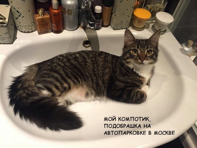 Вся красота беспородных кошек. Котовторнику посвящается.