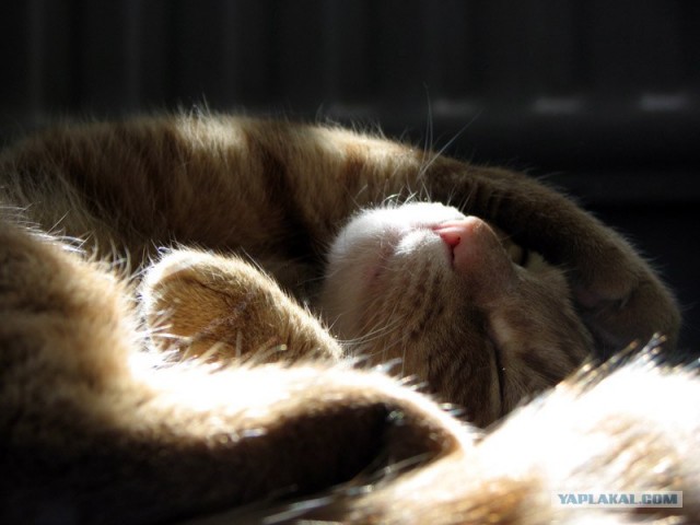 Ура, котовторник! (01.07.2008)