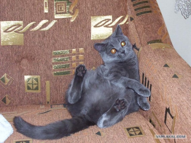 Коты на вторник на ЯПлакалъ (07.10.2008)