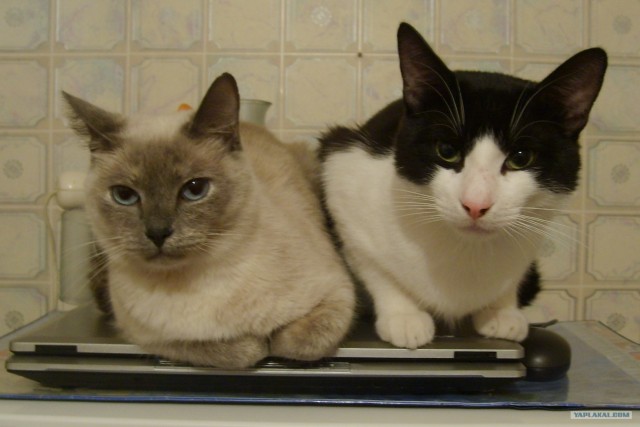 Котовторник, Весна, Цветы!