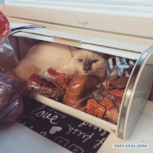 Немного милоты