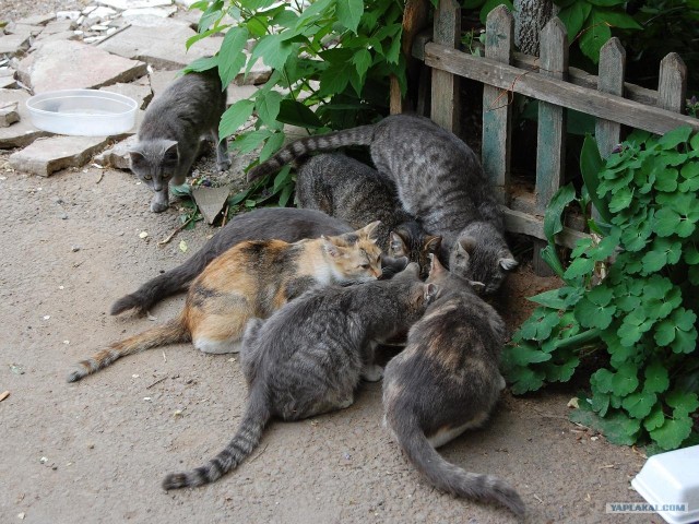 Посчитай, сколько котов!