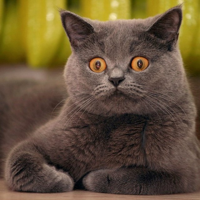 Котовторник!