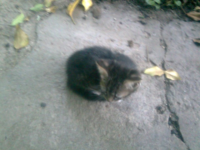 Котовторник  07.06.11