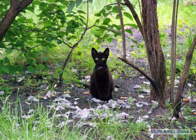 Десантный котовторник