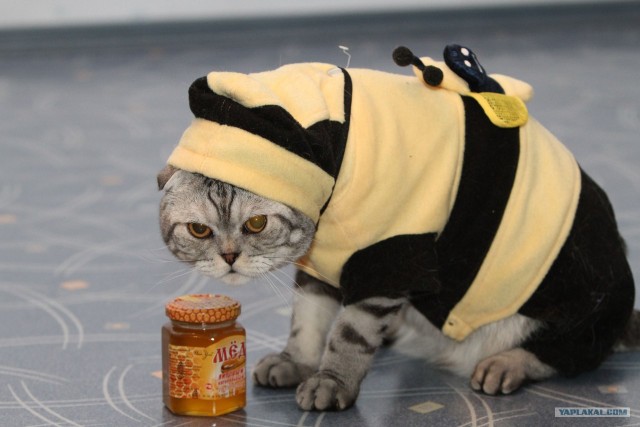 Котовторник (21.02.2012)