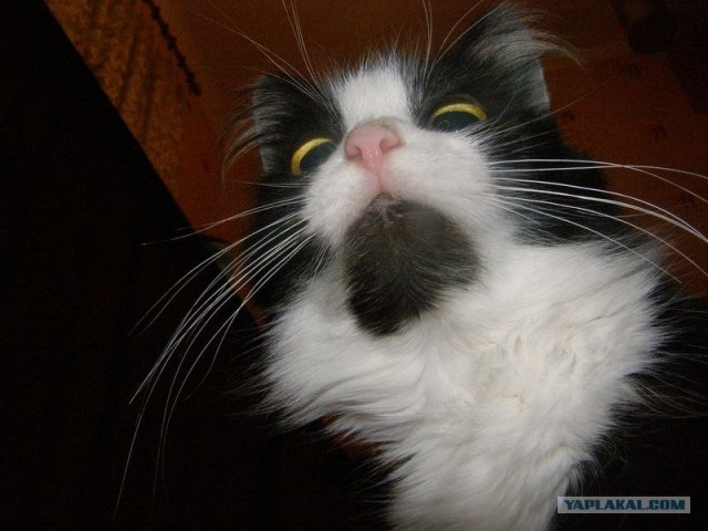 Котовторник! 13.03.2012