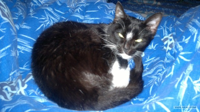 Котовторник 17.04.2012