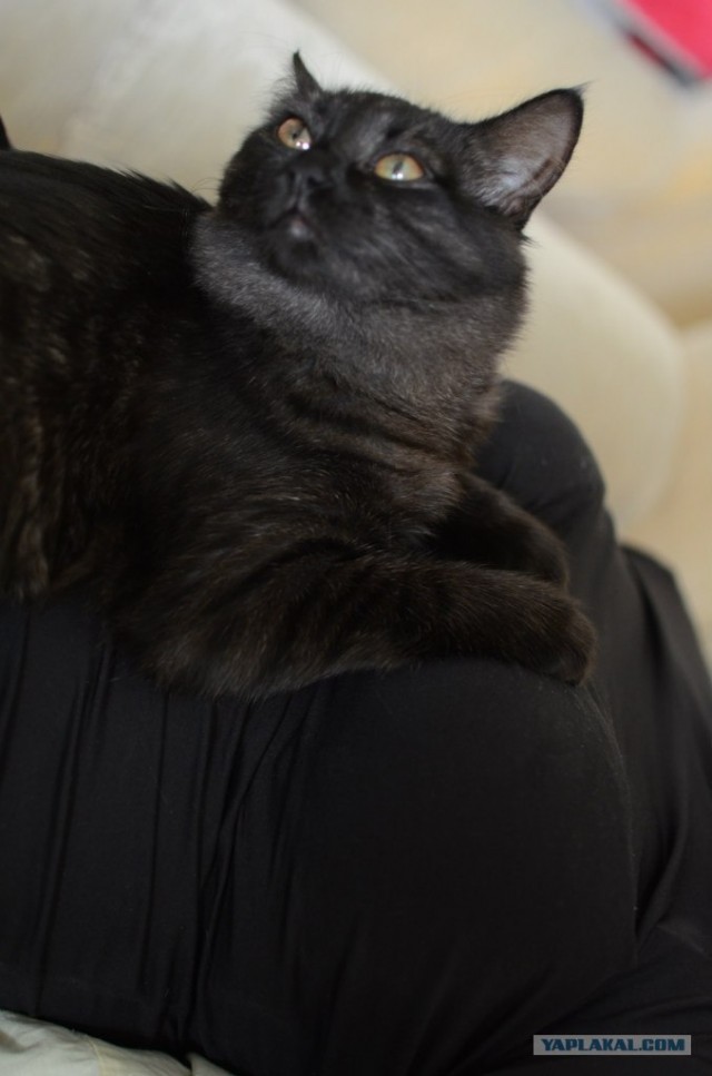 Котовторник 8 мая 2012