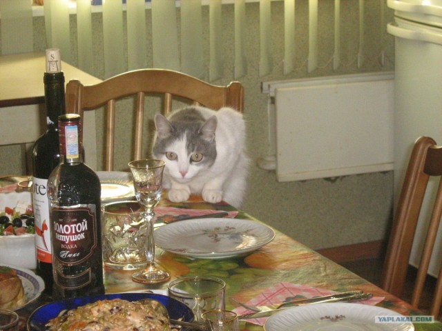 Котовторник 10. 07. 2012