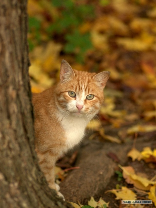 Котовторник  16.10.12