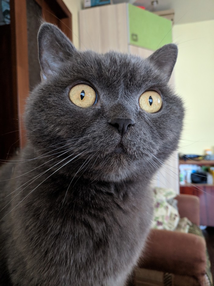 С Днём кошки!