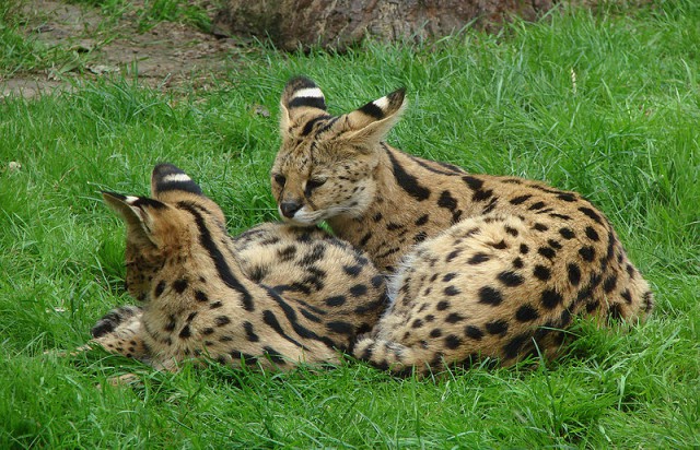 Дикий котовторник