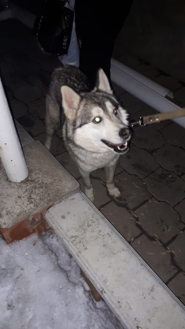 Живность из сети