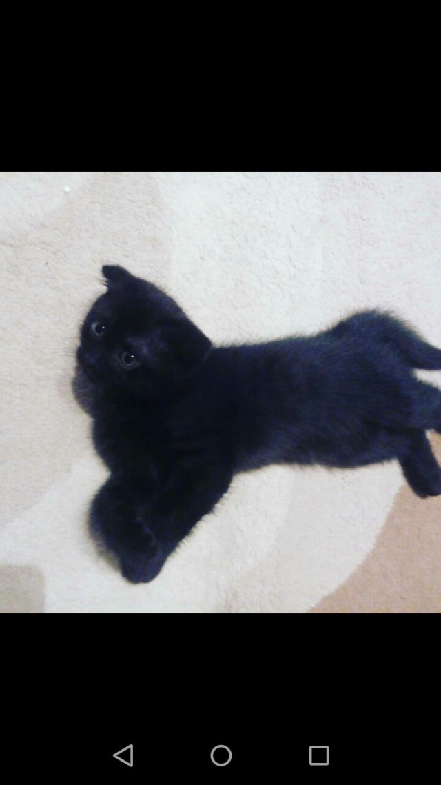 Забавные фото котеек