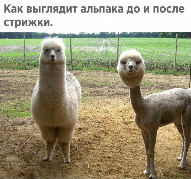 Немного картинок для настроения