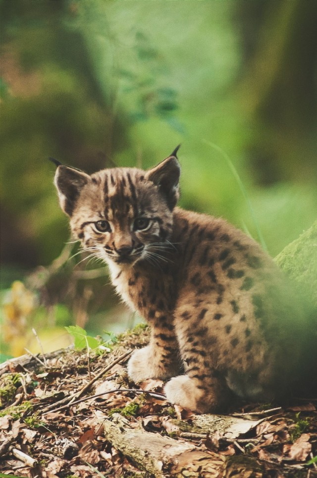 Дикий котовторник 26.11.19