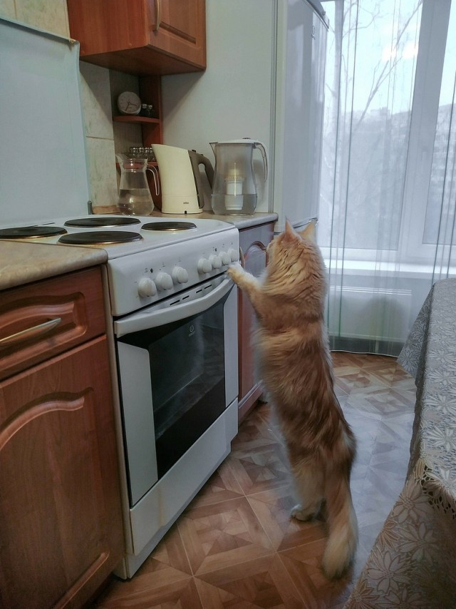 Котовторник