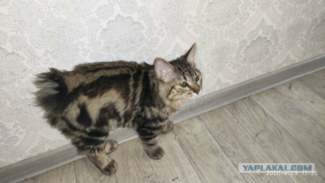 Ну, с котовторником!