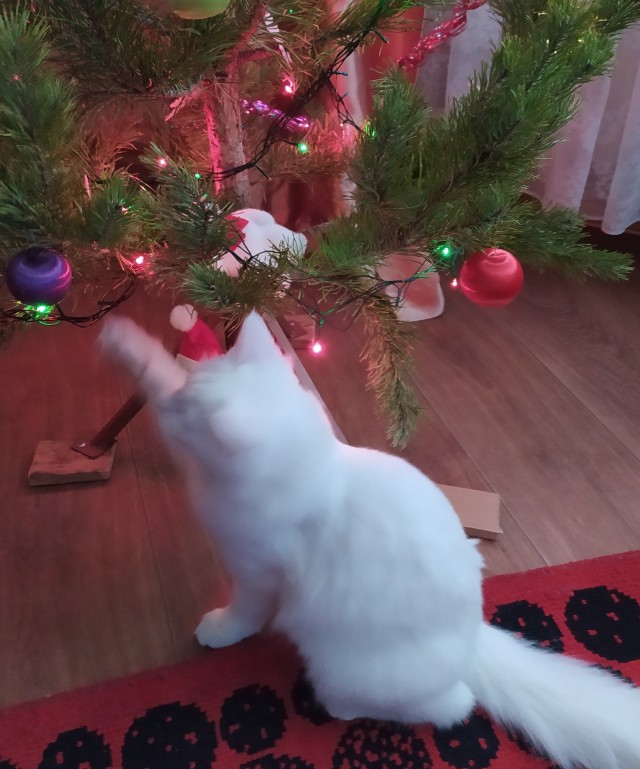 Кот, который не любит Новый год