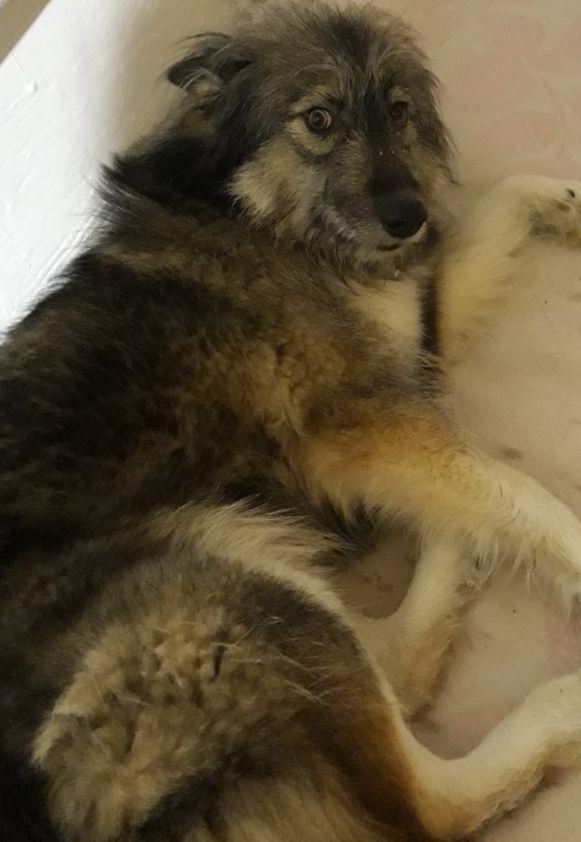 Собака