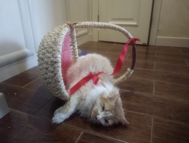 Кошки часто любят отдыхать там, где их, в принципе, не должно быть