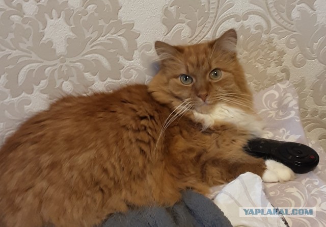 Даешь котовторник!