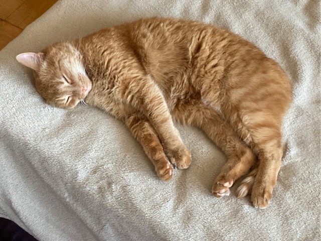 С котовторником!