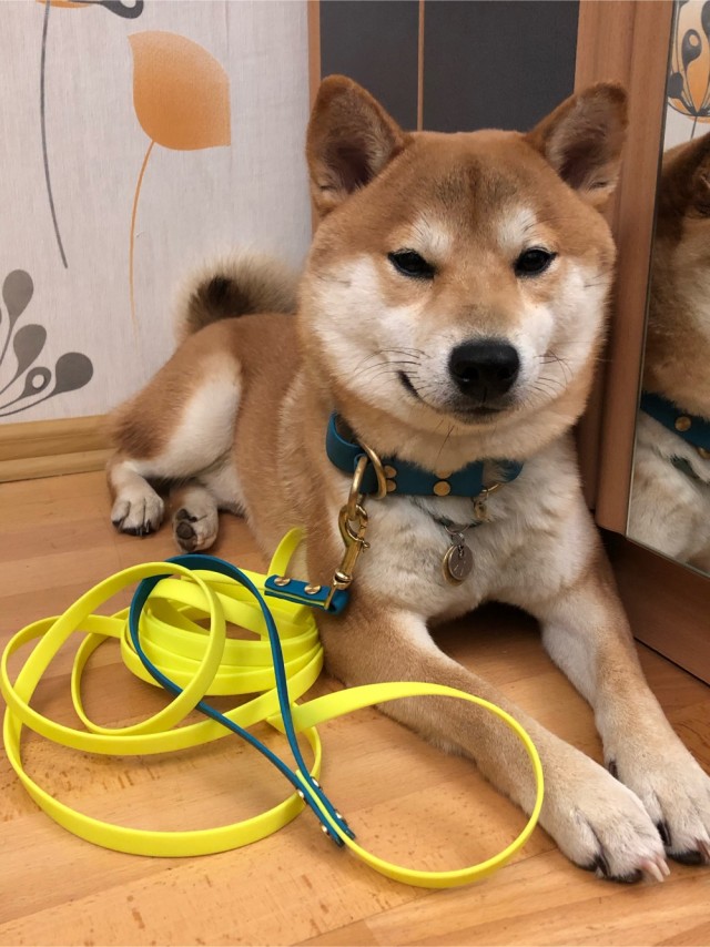 Собакены