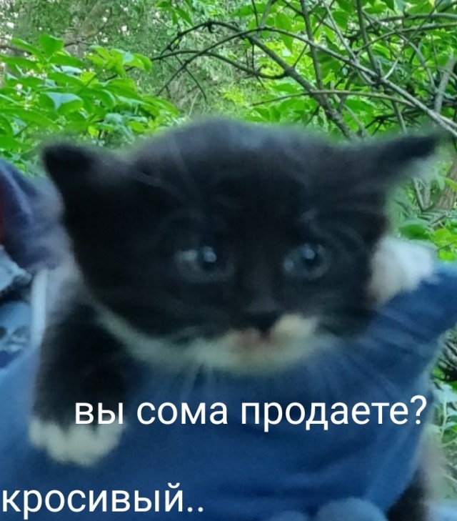 В Куршском заливе в Калининградской области поймали 80-килограммового сома