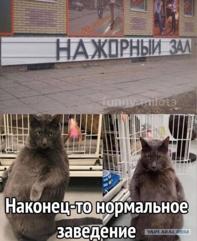 Картинки и мемы на все случаи жизни
