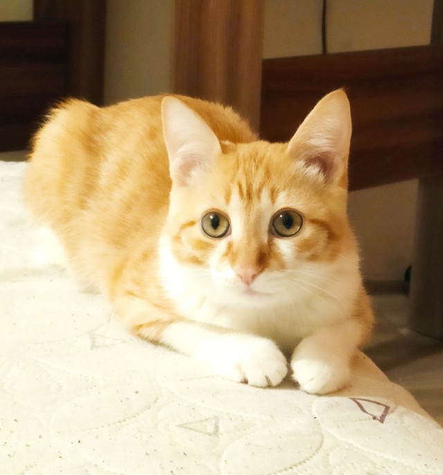 Котовторник 21.12.21