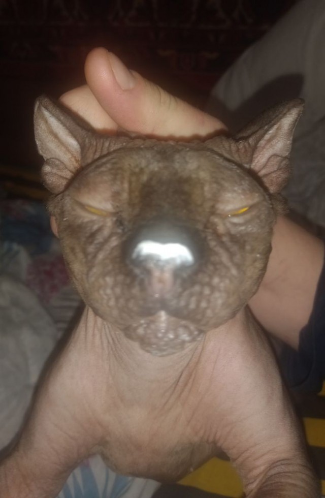 Котовоскресенье