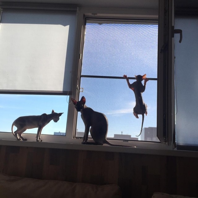 Котовторник. Февраль