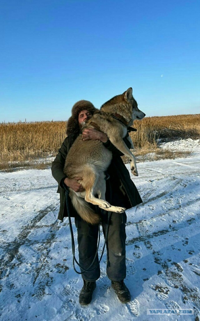 Волчонок воет впервые в жизни