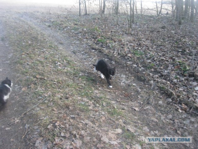 Жизнь домашнего приюта для котеек 383