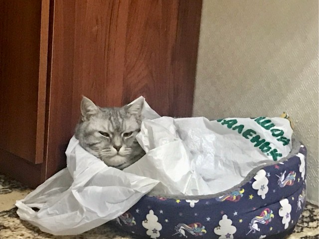 Котовторник вроде.