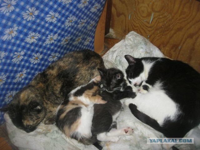 Жизнь домашнего приюта для котеек 391