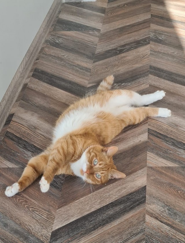 Лето и коты