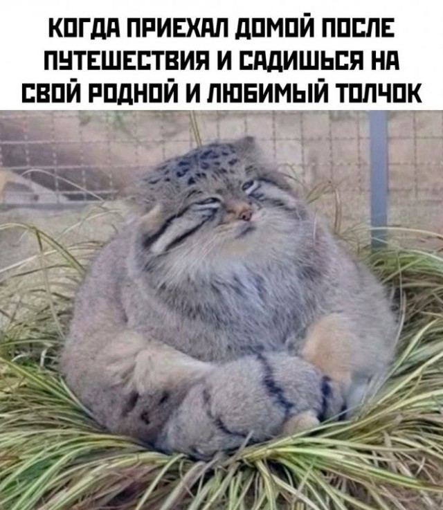 Картинки и мемы для настроения - 15