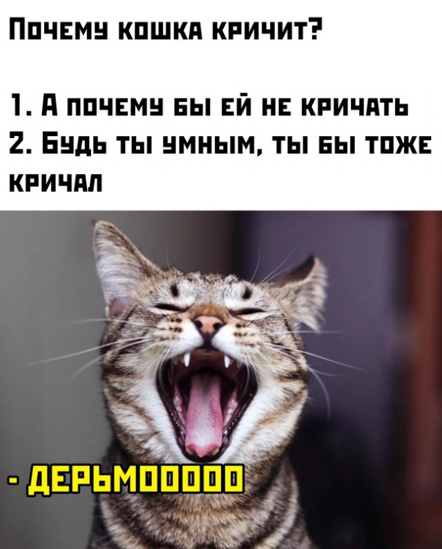 Картинки и мемы для настроения - 31
