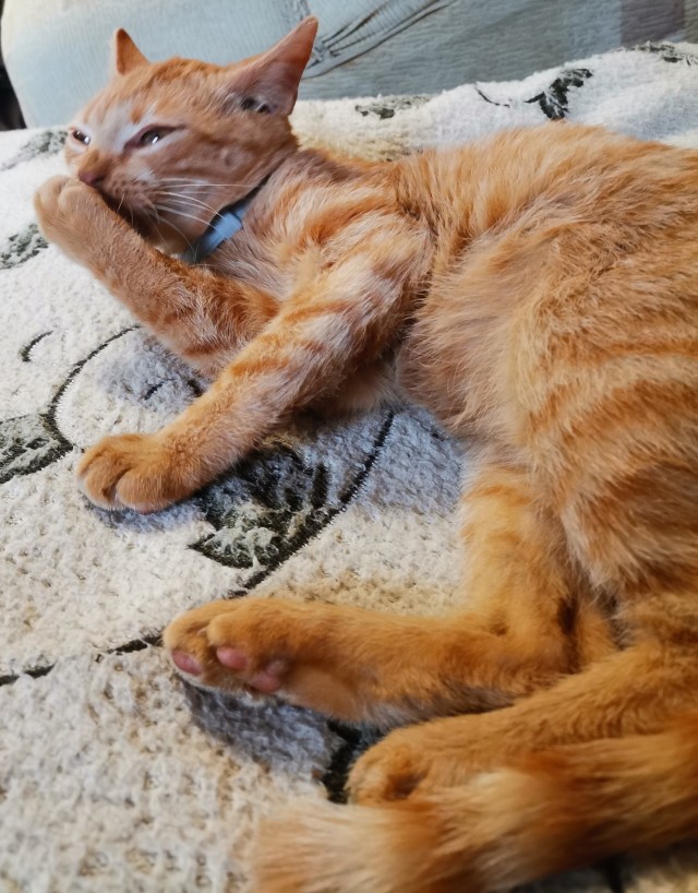 С Котовторником вас! Зовут Чеса!
