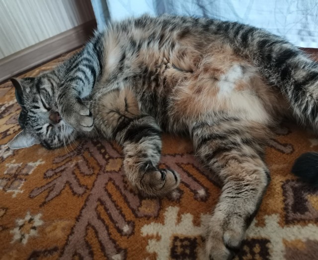 Уличный кот впервые получил работу