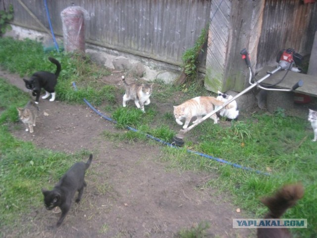 Жизнь домашнего приюта для котеек 417