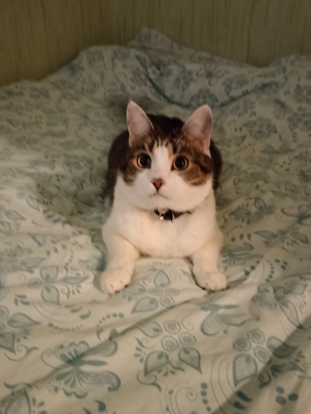 Котовторник 1.11.22