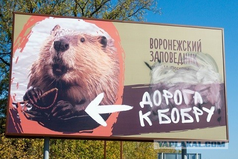 Дорога к бобру