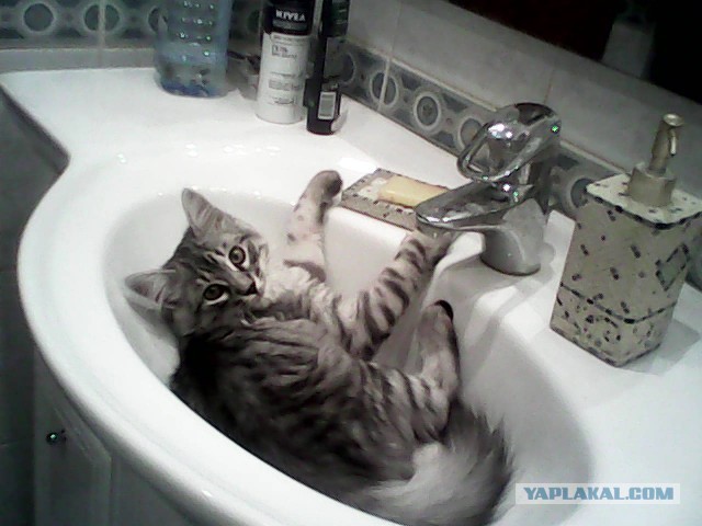 Котовторник  19.03.2013