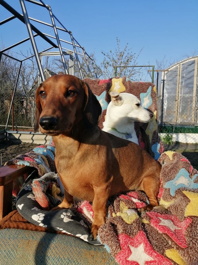 К котовторнику