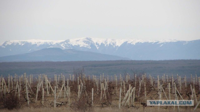 Крым в феврале или "Не стреляйте в белых лебедей!"