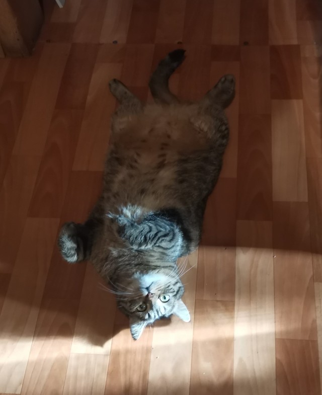 Котовторник! 16+ Коллеги-рабы, отмечаемся, у кого хозяину много лет!